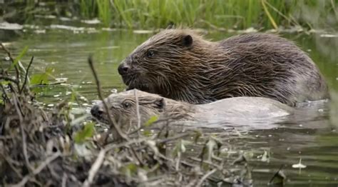 Beaver Dam: Why do beavers build dams? Mystery Solved | The Infox