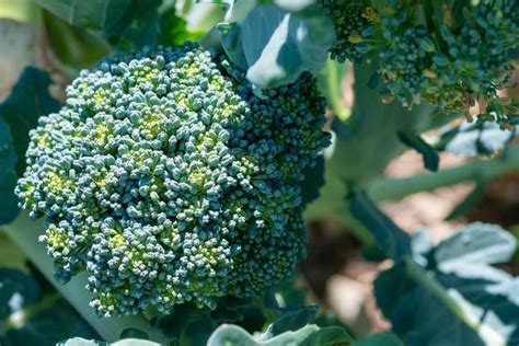 Brokkoli mit gelben Blüten Ist das Gemüse noch essbar