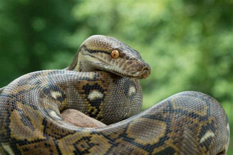 Serpenti Quali Sono I Pi Grandi E I Pi Velenosi Al Mondo