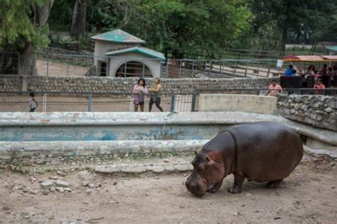 Zoo De Córdoba ¿a Dónde Llevarán Los Animales Cuando Se Convierta En