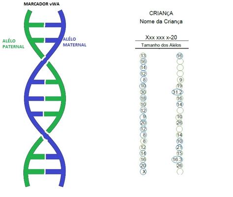 Como Ler Os Resultados De Um Teste De Adn E De Um Teste De Paternidade