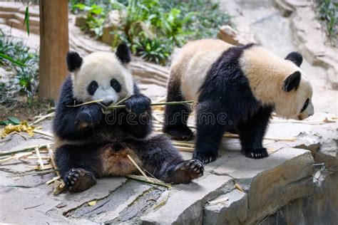 Dos Lindos Pandas Gigantes Jugando Juntos Foto De Archivo Imagen De