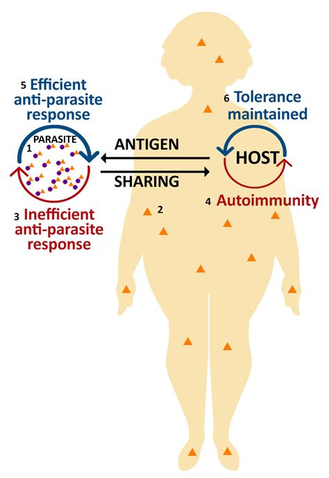 Visiting Molecular Mimicry Once More Pathogenicity Virulence And