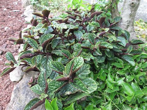 DEDO VERDE Hera Roxa Plectranthus Purpuratus