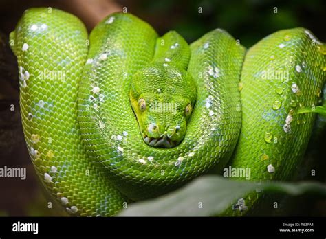 Green Tree Python Morelia Viridis Close Up Stock Photo Alamy