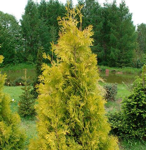 Thuja occ. Salland (Туя Соланд)