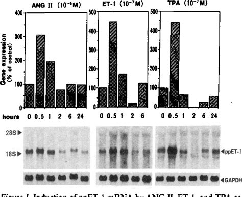 Figure From Endothelin Is An Autocrine Paracrine Factor In The