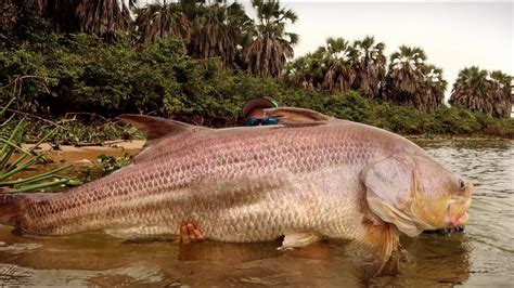 Größter Fisch Angeln Fischlexikon