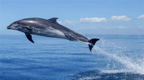 Bottlenose Dolphin Auckland Whale And Dolphin Safari