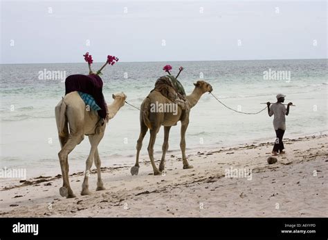 Camels Walking On Sand Diani Beach South Coast Near Mombasa Kenya East