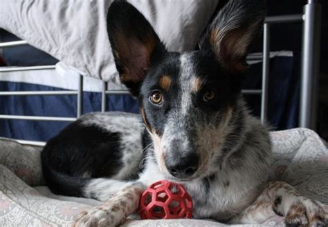 Blue Heeler German Shepherd Mix Puppies