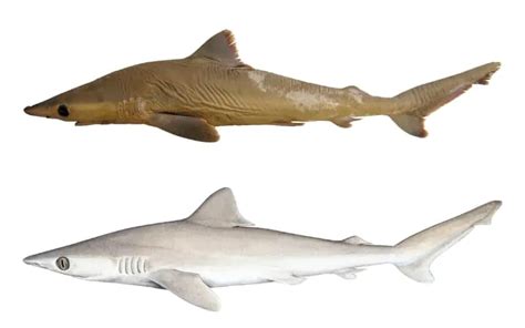 Top 10 Rarest Shark Species on Earth