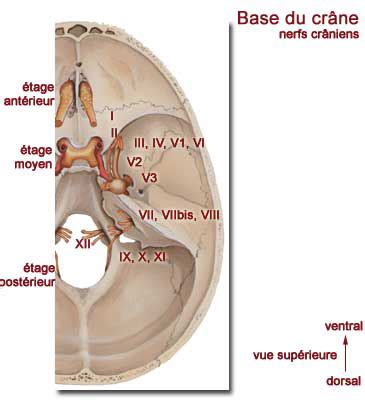 Vid O Cr Ne Tage Ant Rieur Base Du Cr Ne