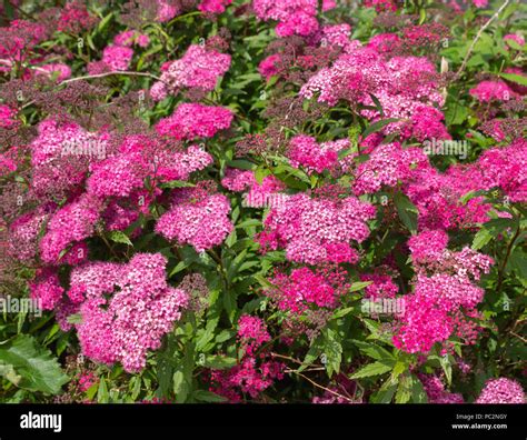 Spiraea japonica anthony waterer Banque de photographies et dimages à