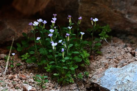 Malcolmia Chia Chios Meerviole Malcolmia Chia C Josef Flickr