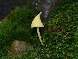 Entoloma Murrayi At Indiana Mushrooms