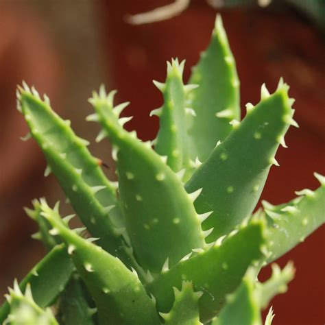 Aloe Brevifolia Asphodelaceae Image At Phytoimages Siu Edu