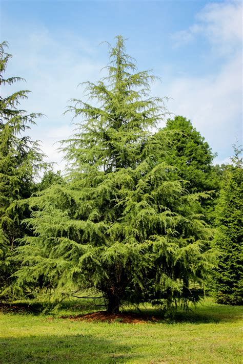 Cedar