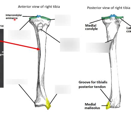 Anatomy of the lower leg - The Tibia Diagram | Quizlet