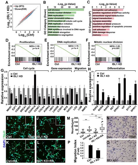 Essential Role Of Isl In Regulating Genes Required For Neuroblastoma