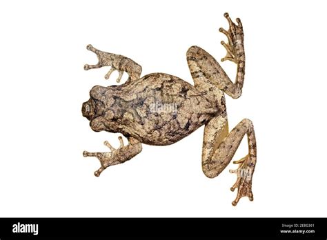 Top view of an African foam nest frog (Chiromantis xerampelina) isolated on white Stock Photo ...