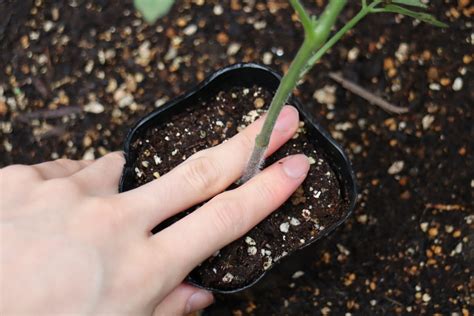 トマトの植え付け（430） トマトの菜園＆天文ライフ