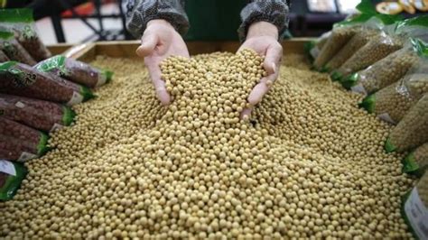 China apoya el uso de soya transgénica para impulsar una agricultura de