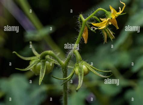 Descubre los diferentes tipos de flores y sus nombres una guía