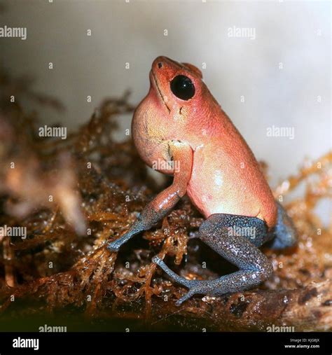 Central American Strawberry Poison Dart Frog Oophaga Pumilio