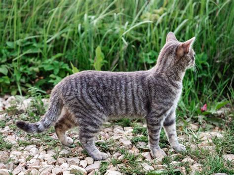 Cat With Rat Cat Hunting Mouse Stock Image Image Of Mouse Kitten