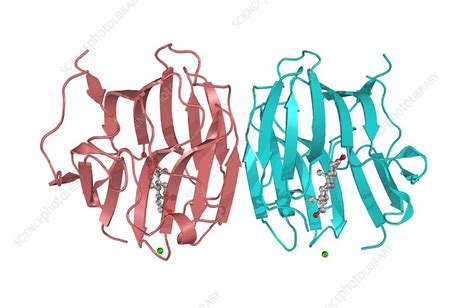 Sex Hormone Binding Globulin Model Stock Image C0013293 Science