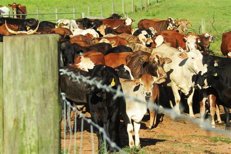 Small Cattle Farm In Middle Georgia Grows Up With Help From Uga Uga