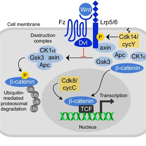 Cdk Cyclin Complexes Regulate RNA Pol II Based Transcription RNA Pol