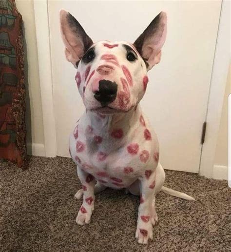 Pin By Kayla Strobel On B U L L I Es Bull Terrier Puppy Mini Bull