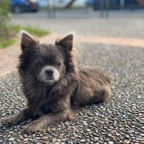 Recherche Femelle Chihuahua Pour Saillie UnCompagnon Fr