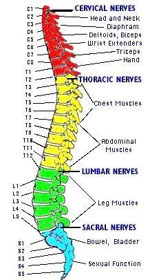 Spinal Cord Injuries Flashcards Quizlet