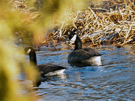 Me Boomer And The Vermilon River Icy Scenes Canada Geese Ravens