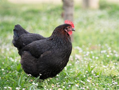 Marans Pure Race Entre Le 4e Et Le 6e Mois Les Vergers De La Galine