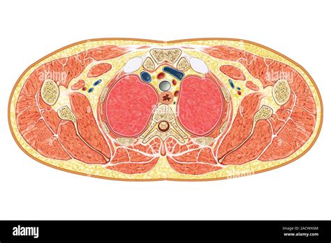 Illustration Of The Transverse Section Of The Human Body At Pectoral