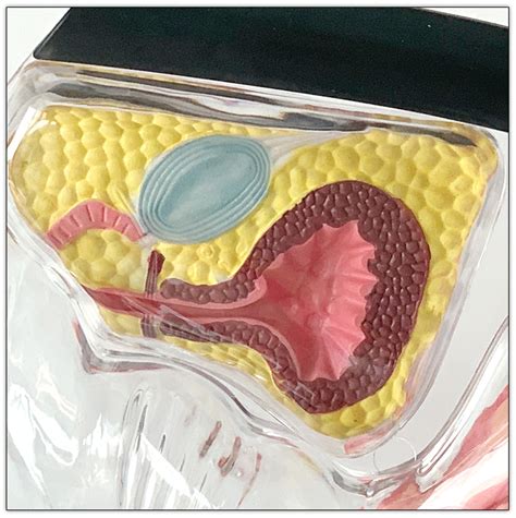 Transparent Uterus Model Human Vagina Anatomical Reproductive System