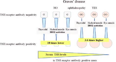 The Effect Of Patient Sera With Graves Disease On Thyroidal Skeletal Download Scientific