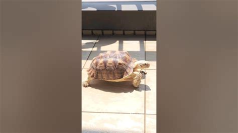 吃膩了 Turtle 烏龜 盾臂龜 Sulcata 蘇卡達 象龜 Youtube