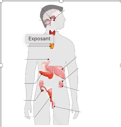 Biologie Syst Me Endocrinien Flashcards Quizlet