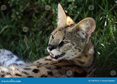 Gato Selvagem Do Serval Foto De Stock Imagem De Descansar 13875212