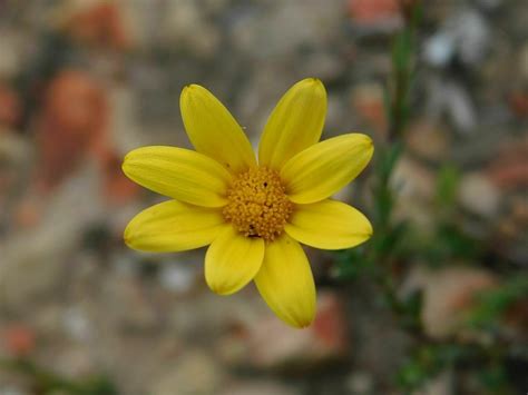 Boneseed Daisies From Snyerskraalkoppe Genadendal 7234 South Africa