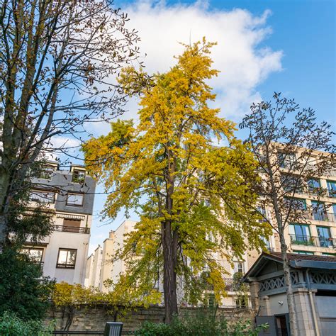 Les arbres remarquables du 20e Mairie du 20ᵉ