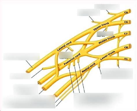 Brachial Plexus Diagram Quizlet