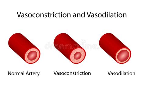 Arterial Vasoconstriction and Vasodilation. Scientific Diagram. Vector ...