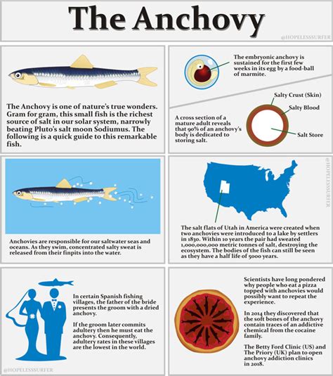 A quick guide to the anchovy - The Poke