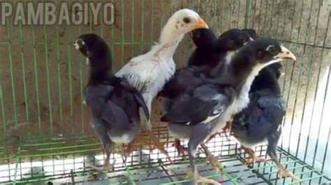 Ayam Bangkok Umur 2 Minggu Youtube